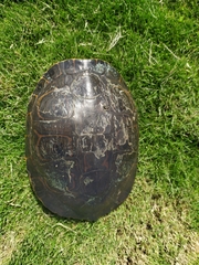 Trachemys venusta iversoni