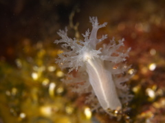Dendronotus