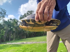 Trachemys venusta iversoni