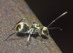 Polyrhachis foreli