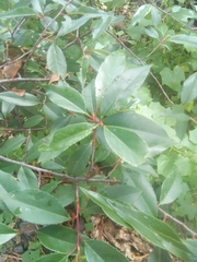 Prunus serotina capuli