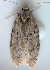 Semioscopis inornata