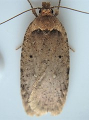 Agonopterix nigrinotella