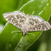Swan Plant Flower Moth - Photo (c) Shaun Lee, some rights reserved (CC BY), uploaded by Shaun Lee