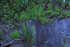 Glomeratae