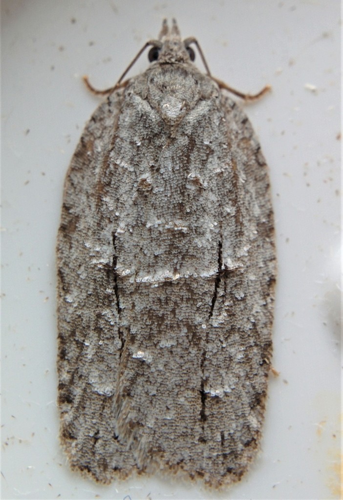 Black-lined Acleris