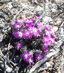 Trichodiadema marlothii