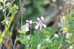 Pelargonium ranunculophyllum