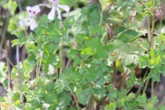 Pelargonium ranunculophyllum