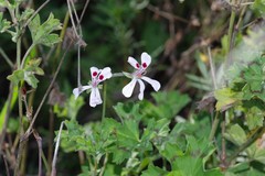 Pelargonium ranunculophyllum