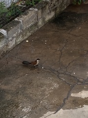 Centropus senegalensis