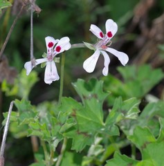 Pelargonium ranunculophyllum