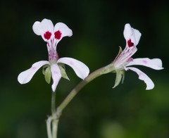 Pelargonium ranunculophyllum