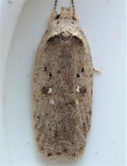 Agonopterix clemensella