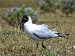Andean Gull photo 4