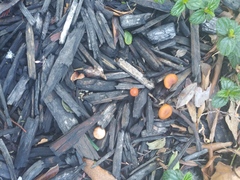 Fungi