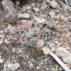 Trichodiadema strumosum