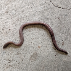 Lumbricus terrestris