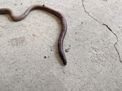 Lumbricus terrestris