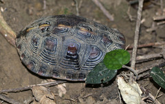 Cuora flavomarginata