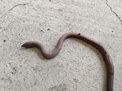 Lumbricus terrestris