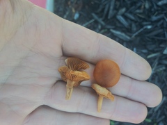 Fungi