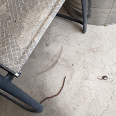 Lumbricus terrestris