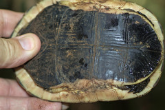 Cuora flavomarginata