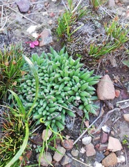 Trichodiadema pygmaeum