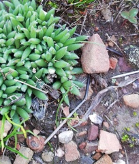 Trichodiadema pygmaeum