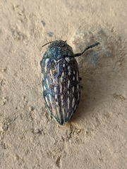 Julodis onopordi sommeri