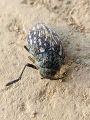 Julodis onopordi sommeri
