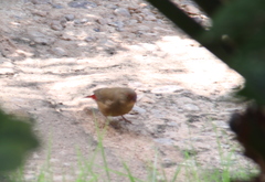 Lagonosticta senegala