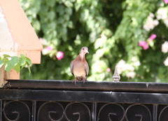 Streptopelia senegalensis