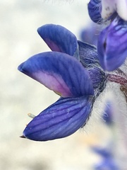Lupinus kuschei