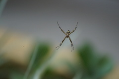 Argiope argentata