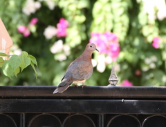 Streptopelia senegalensis