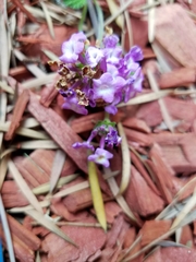 Angiospermae