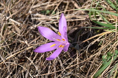 Colchicum bulbocodium