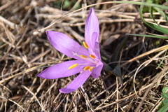 Colchicum bulbocodium