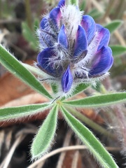 Lupinus kuschei