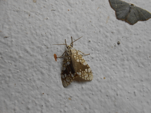 Tessella jorgenseni
