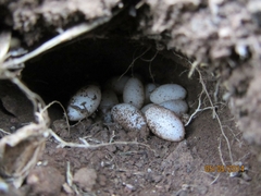 Sceloporus olivaceus