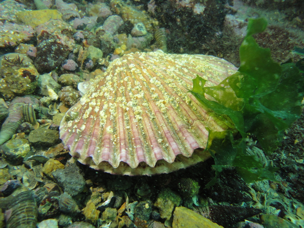 Peruvian scallop