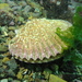 Purple Scallop - Photo (c) Erasmo Macaya Horta, some rights reserved (CC BY), uploaded by Erasmo Macaya Horta