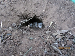 Sceloporus olivaceus