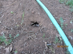 Sceloporus olivaceus