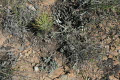 Trichodiadema marlothii