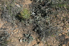 Trichodiadema marlothii