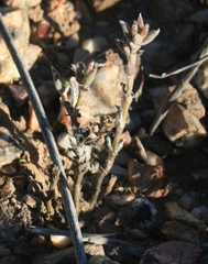 Trichodiadema gracile